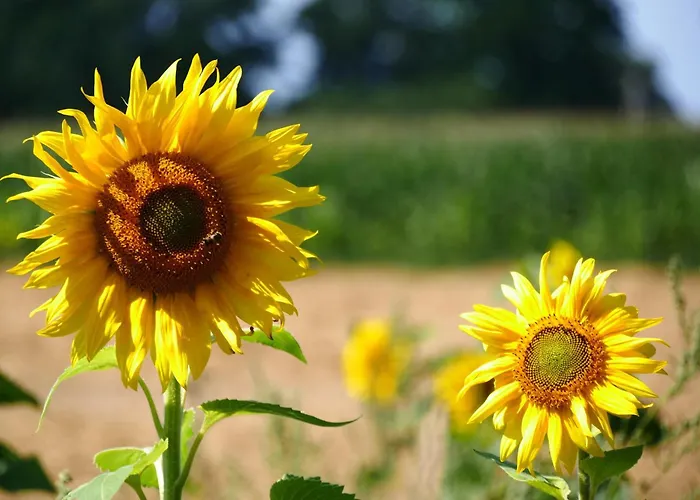 Apartman 